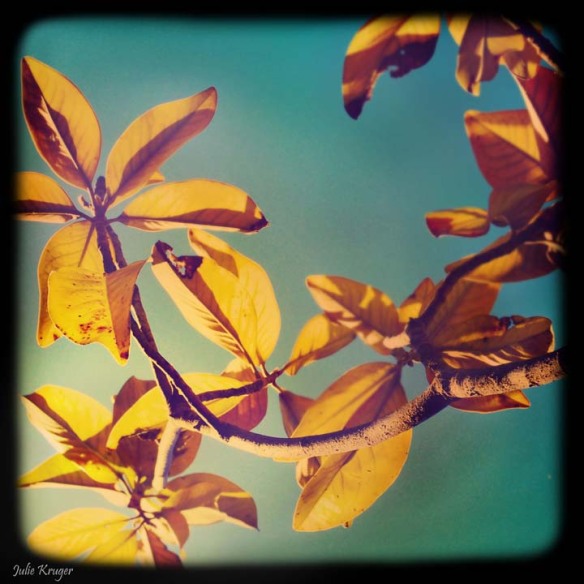 Magnolia Leaves, Julie Kruger Photography