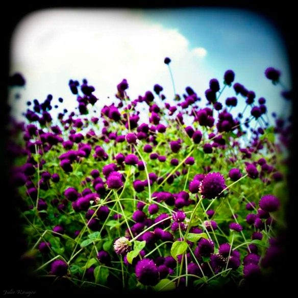 Purple Pleasures, Julie Kruger Photography