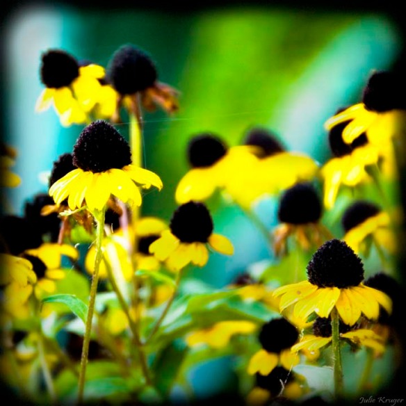 Yellow Daisies, Julie Kruger Photography